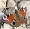 nasek_2021