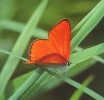 nasek_2029