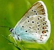 nasek_2033