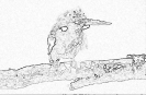 ptic_20