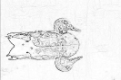 ptic_48