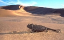 reptile_10
