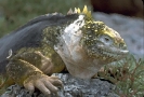 Рептилии :: reptile_2