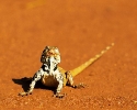 reptile_4