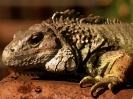reptile_6