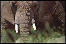 Слоны :: slon_8