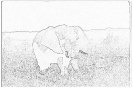 slon_9