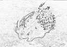 other_555