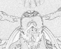 army_123